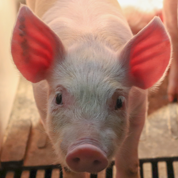 Swine Production Application